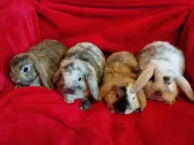 Nabízím zakrslé králíčky- beránky s rex genem