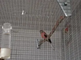 Neoféma bourek růžový samice 2025