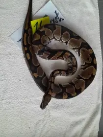 Prodám Krajty královské