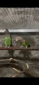 Papoušek  kapský fuscikolis