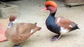 Zrzohlávky rudozobé