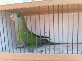 Papoušek nádherný