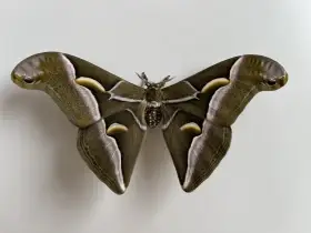 Prodám ova Samia cynthia walkeri