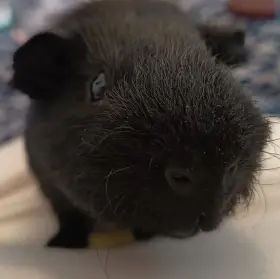 Prodám dva samce morčete