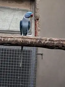 Alexandr velký - mutace