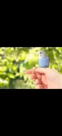 Hledám mladou andulku na ochočení (sameček)