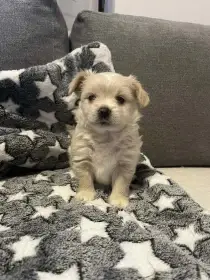 Jorksir golddust teriér