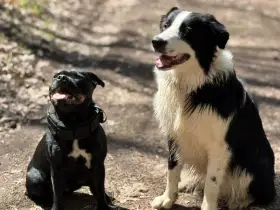 Psí školka, hlídání