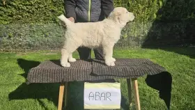 Stredoázijský pastiersky pes – šteniatka s PP z chovnej stanice Al-Azhar