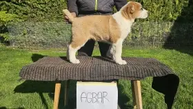 Stredoázijský pastiersky pes – šteniatka s PP z chovnej stanice Al-Azhar