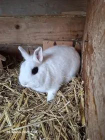 Zakrslý Hototský králík