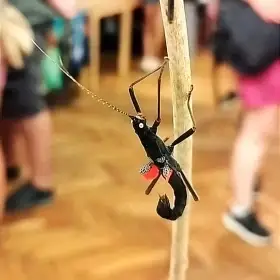 Strašilky ďábelské