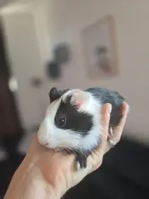 Naše roztomilé poslední morče