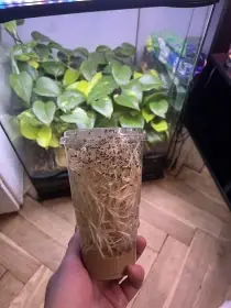 Octomilky hydei a melanogaster