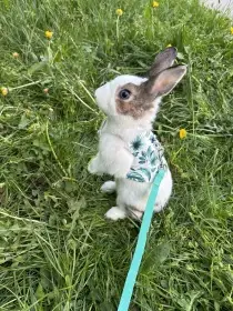 Vykastrovaný samec - 2 roky