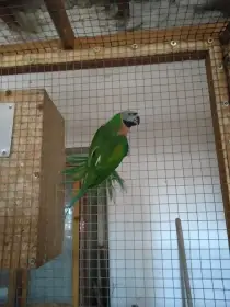 Prodám Alexandr Čínský samici