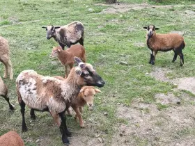 Jehňata ovce kamerunské (ovečky)