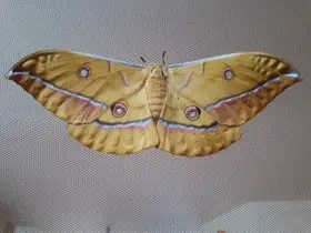 Martináč dubový - Antheraea Yamamai