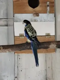 Rosela černohlavá, pestrá černá