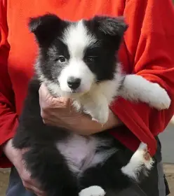 Černobílý pejsek border kolie