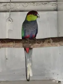 Koupím pap. červenočapkový a pap. rudobřičhý