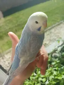 Prodám mládě andulky.