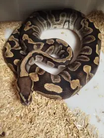 1.0 Ghi DH Orange ghost (hypo) clown