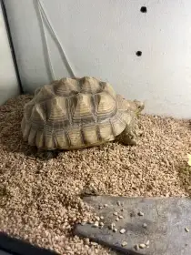 Želva ostruhatá/sulcata - Prodám