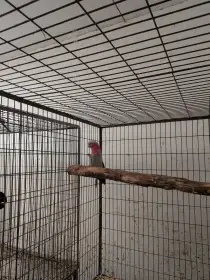 Kakadu růžový