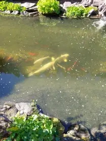 Koi kapry