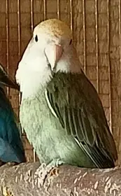Agapornis