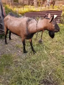 Prodám kozla