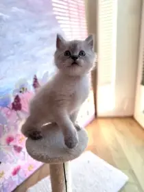 Ragdoll koťata bez PP