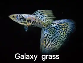 Paví očka- Galaxy grass