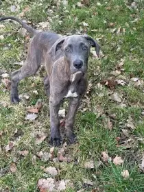 Štěně amerického staforda X Cane Corso