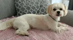 Nabídka ke krytí