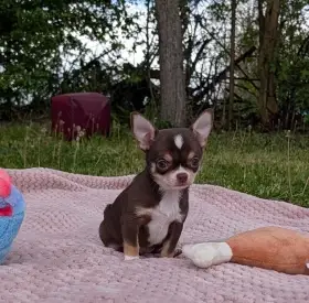 Čivava krátkosrstá s PP