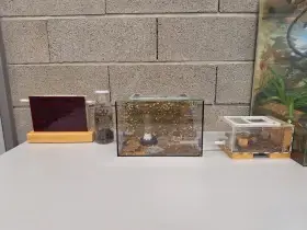 Kolonie camponotus nicobarensis včetně vybavení