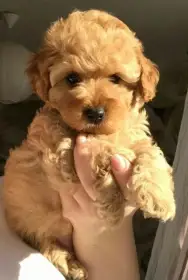 Nabízíme krásná štěňata Maltipoo F1