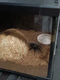 Tlitocantl vagans
