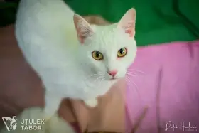 Sněženka k adopci