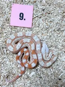 Hroznýš královský RLT Albino  Albino Kahl het Snow