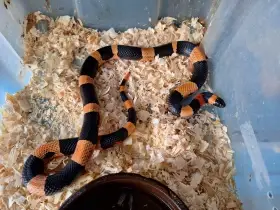 1,0 L.t.campbelli halloween
