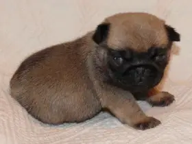 Mops - Štěňátko
