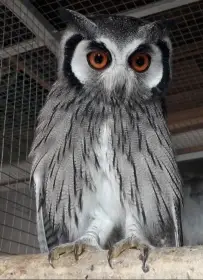 Výreček bělolící (Ptilopsis leukotis)