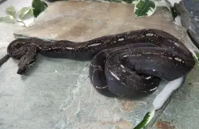 Boa imperator - Anery, Motley, IMG 50% het Sharp Albino