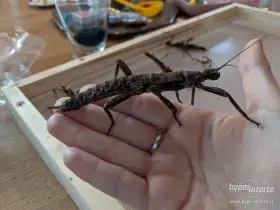 Strašilka ostruhatá, strašilka australská, Sungaya, Pakobylka rohatá