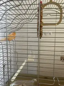 Daruji samce kanárka