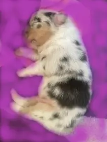 ERIK