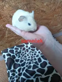 Morčátka
